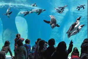 Zoo Wrocław, na zdjęciu pływające pingwiny