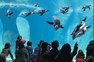 Zoo Wrocław, na zdjęciu pływające pingwiny